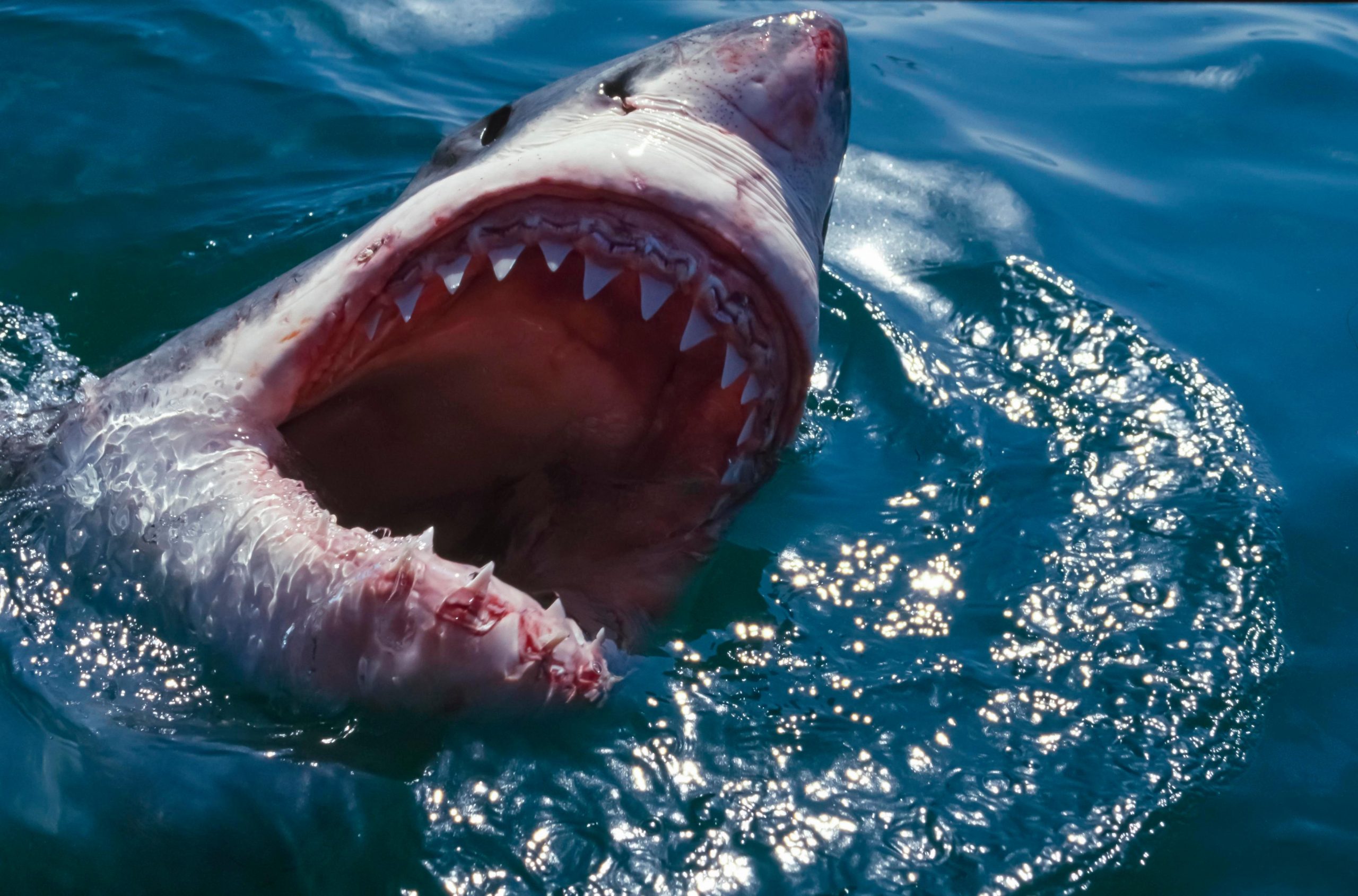 Красное море акулы